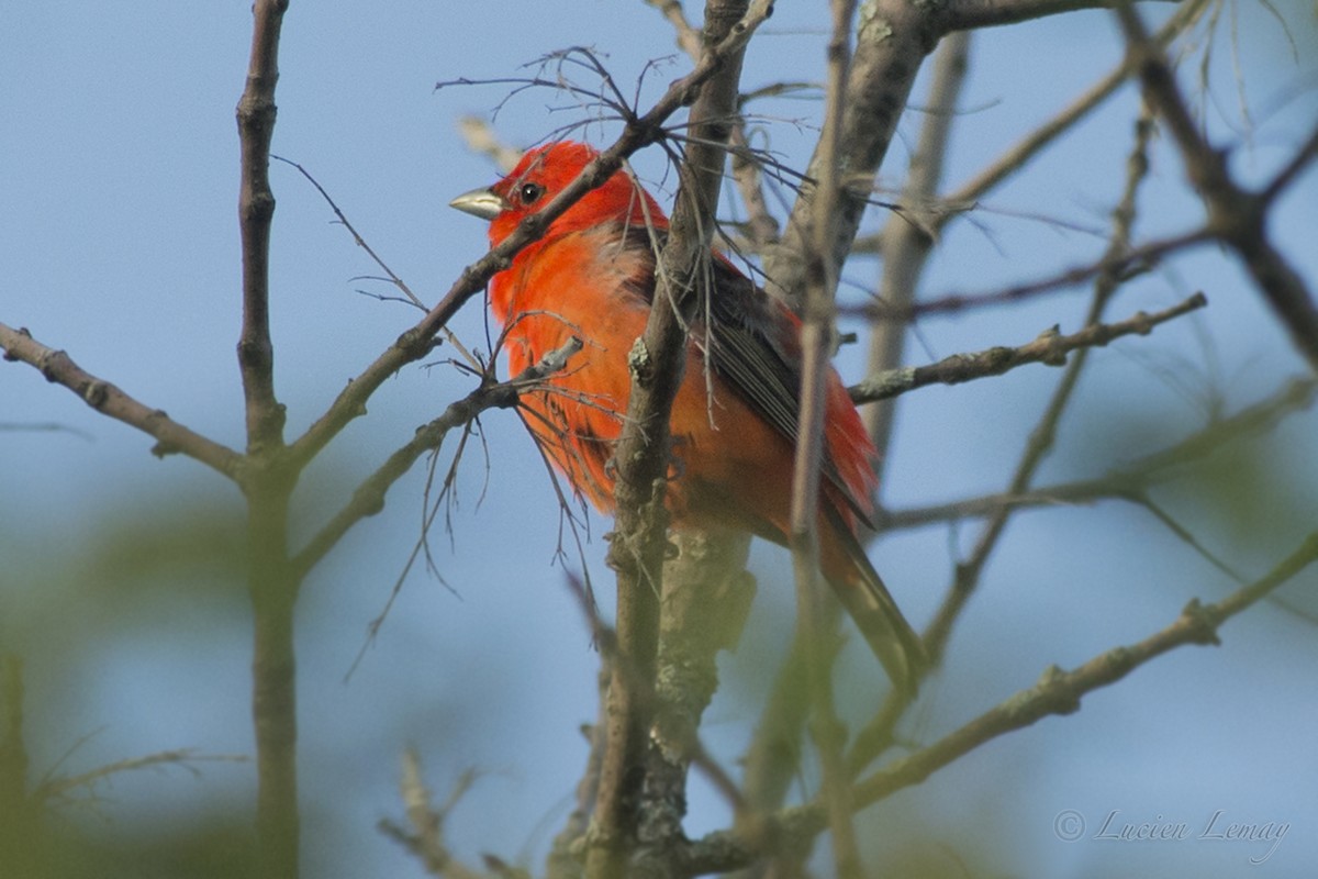 Scarlet Tanager - ML192900221