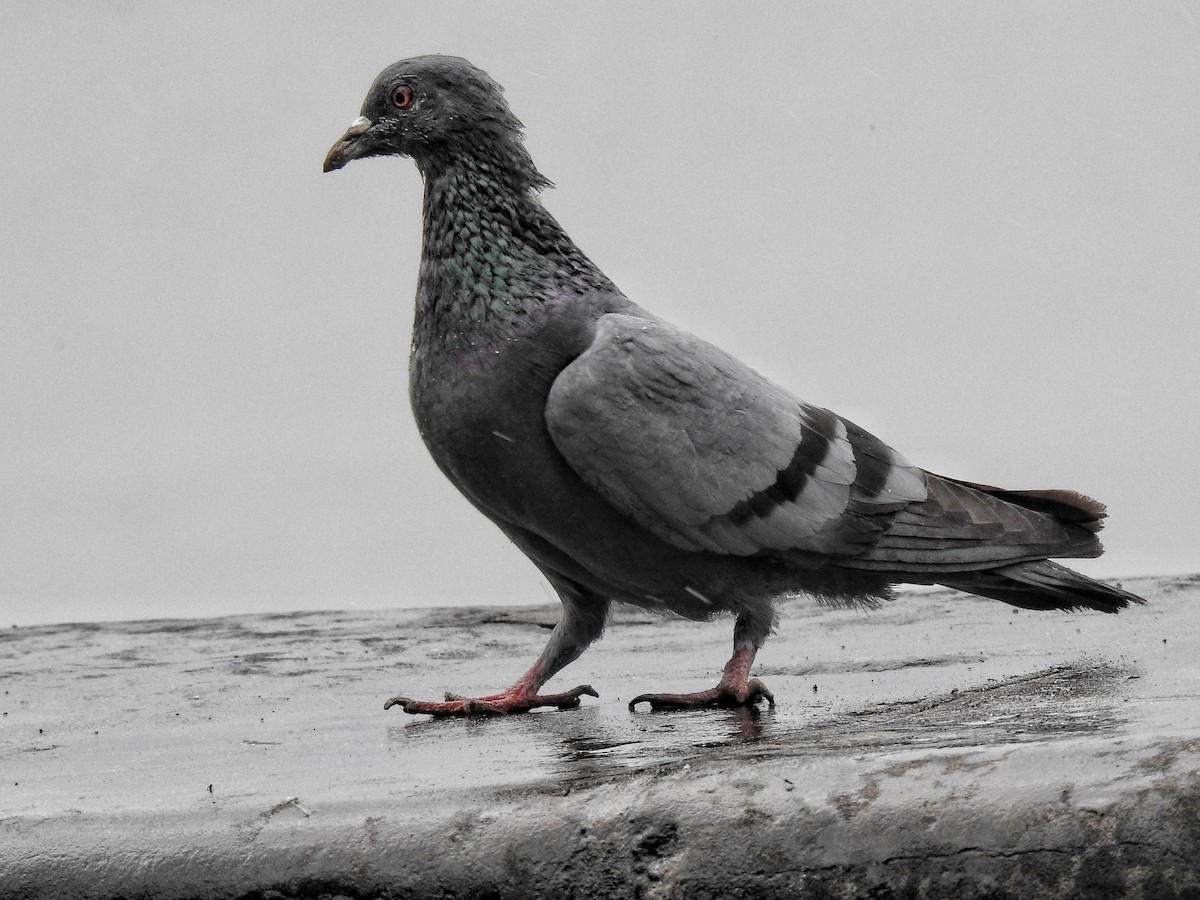 Pigeon biset (forme domestique) - ML192900861