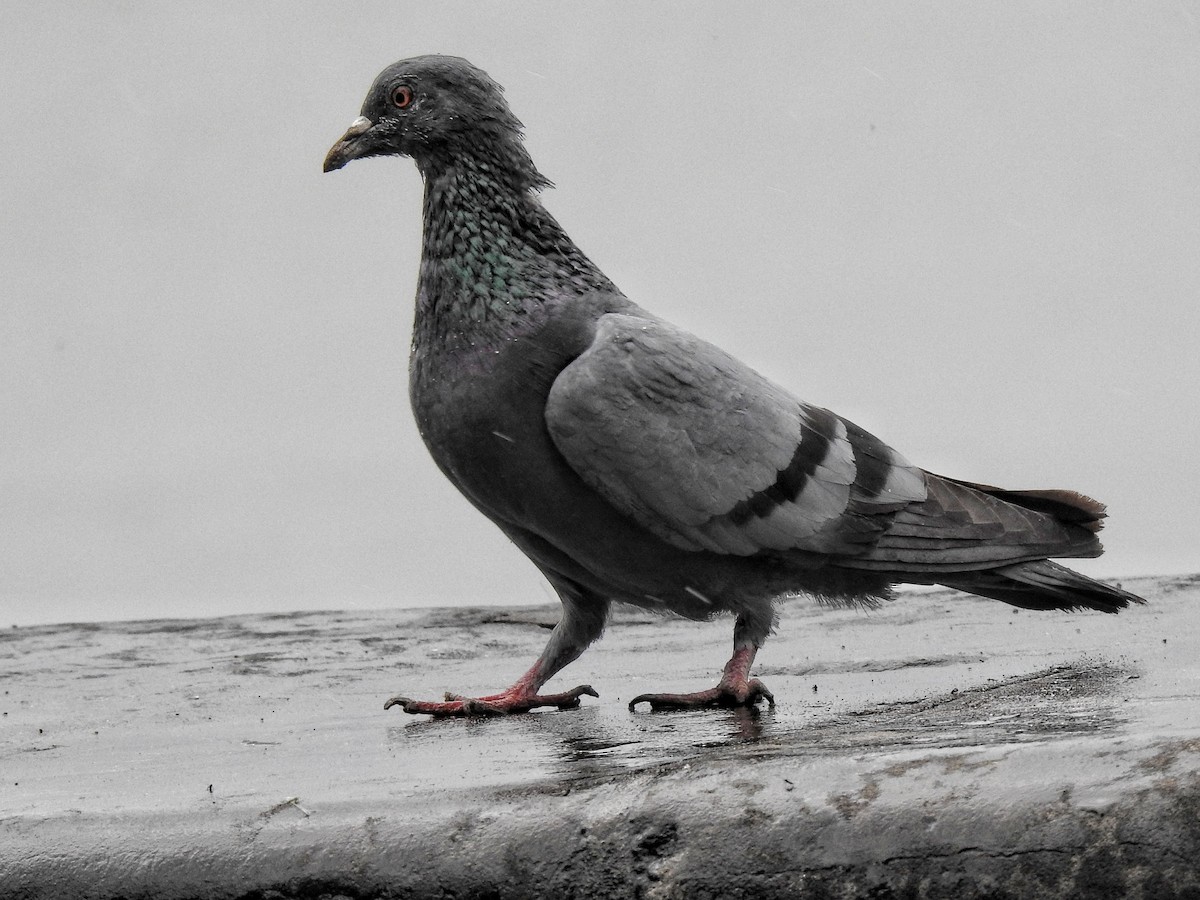 Rock Pigeon (Feral Pigeon) - ML192900861