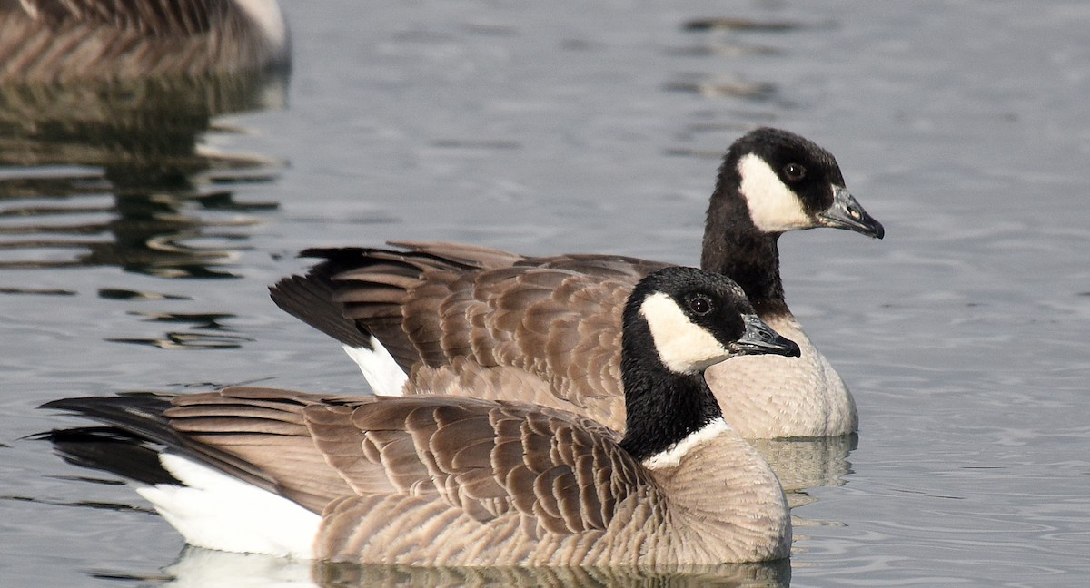 Cackling Goose (Richardson's) - ML192900871