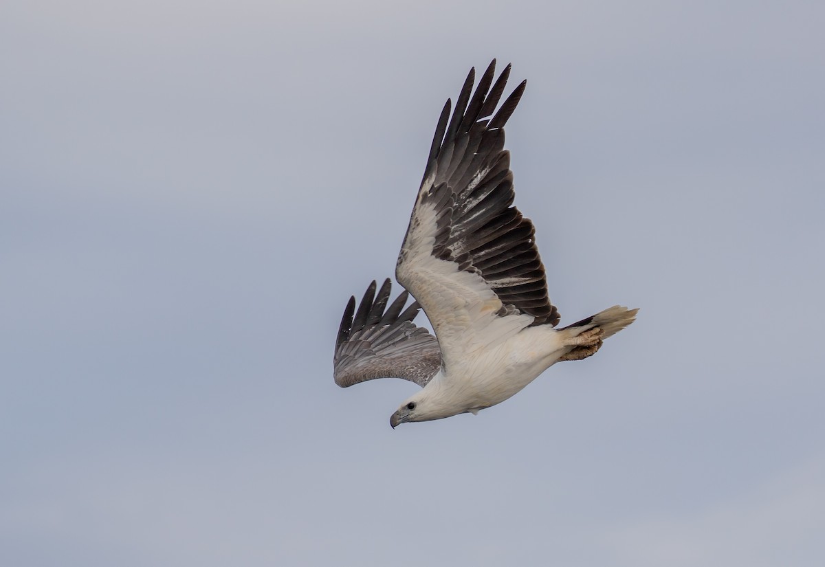 White-bellied Sea-Eagle - ML192901081