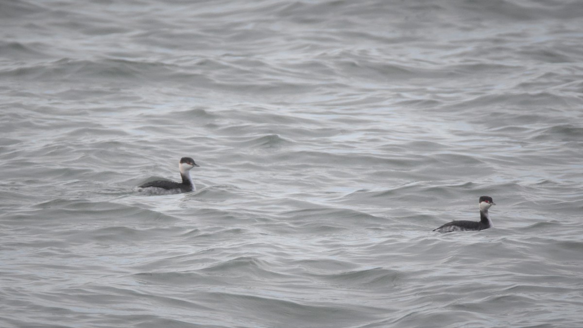 Horned Grebe - ML192901471