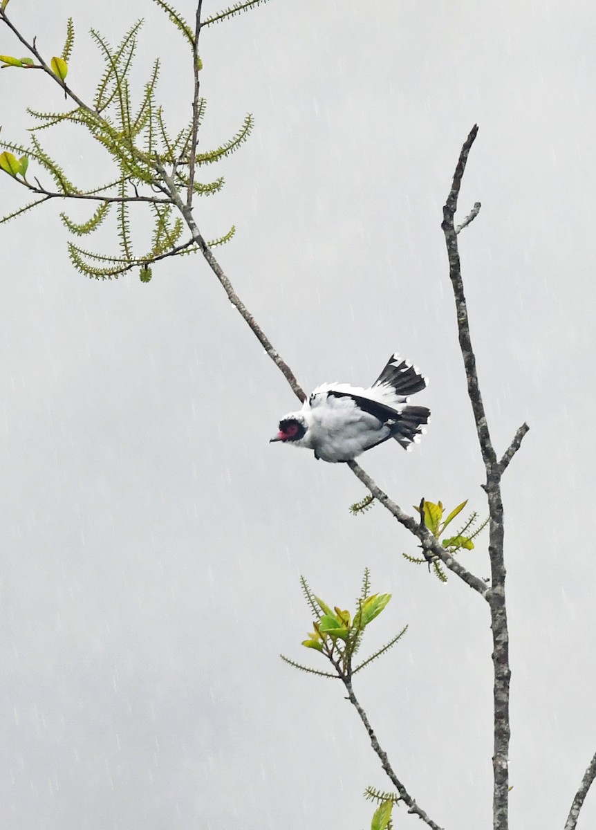 Masked Tityra - ML192902281
