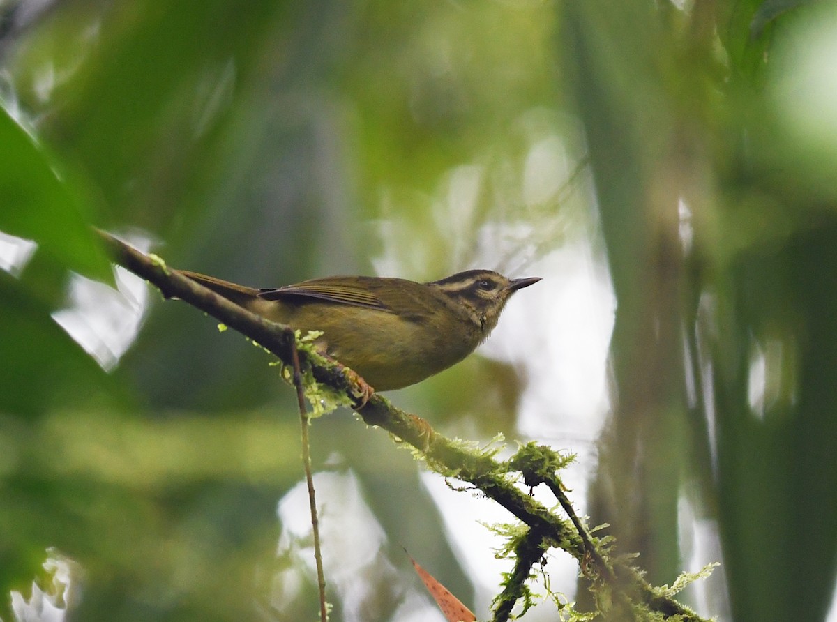 Three-striped Warbler - ML192902301