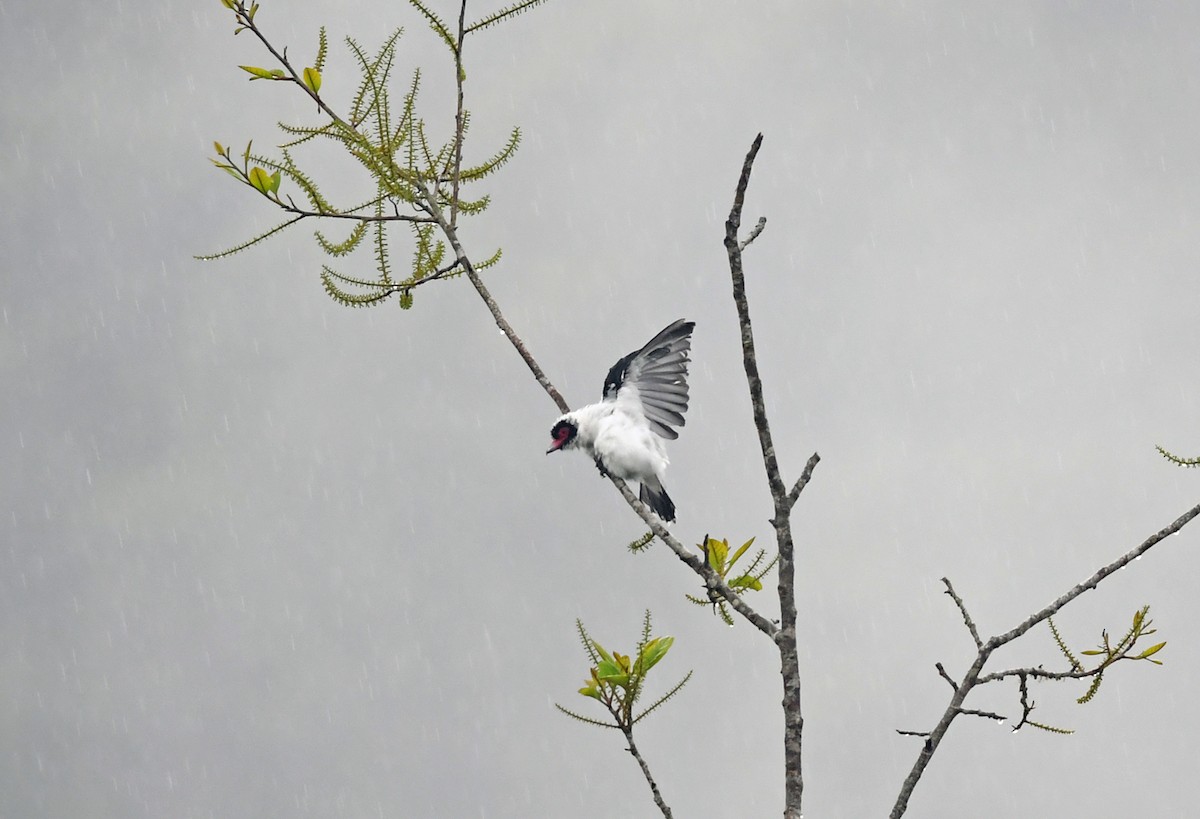Masked Tityra - ML192902311