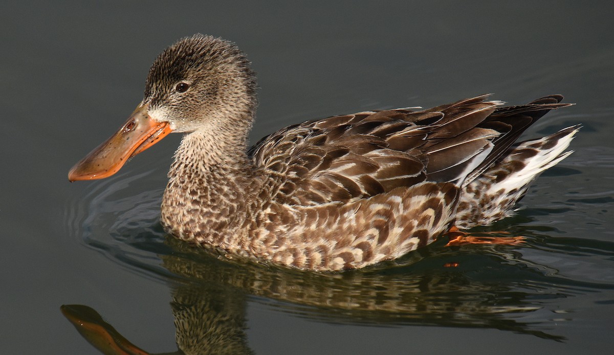 Canard souchet - ML192902351