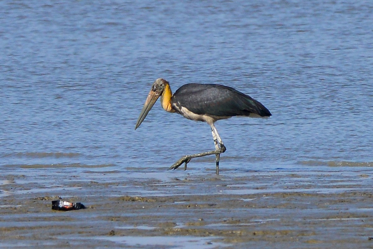 Lesser Adjutant - ML192903081