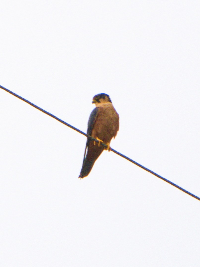 African Hobby - ML192903141