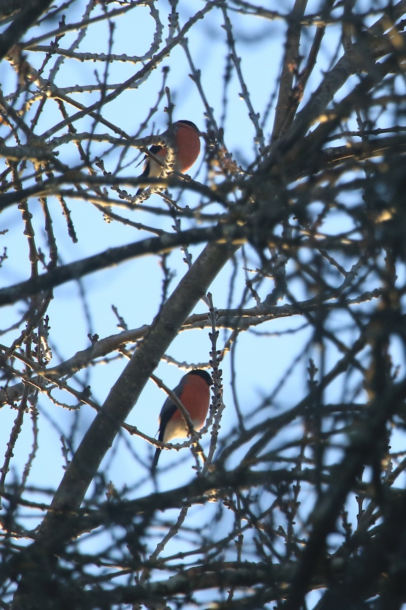 Eurasian Bullfinch - ML192903871