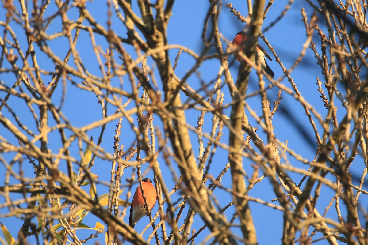 Eurasian Bullfinch - ML192903881