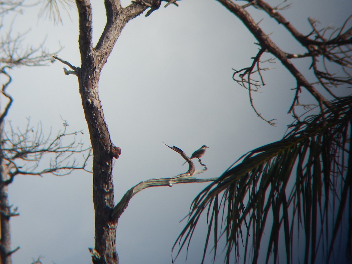 Northern Mockingbird - ML192903981