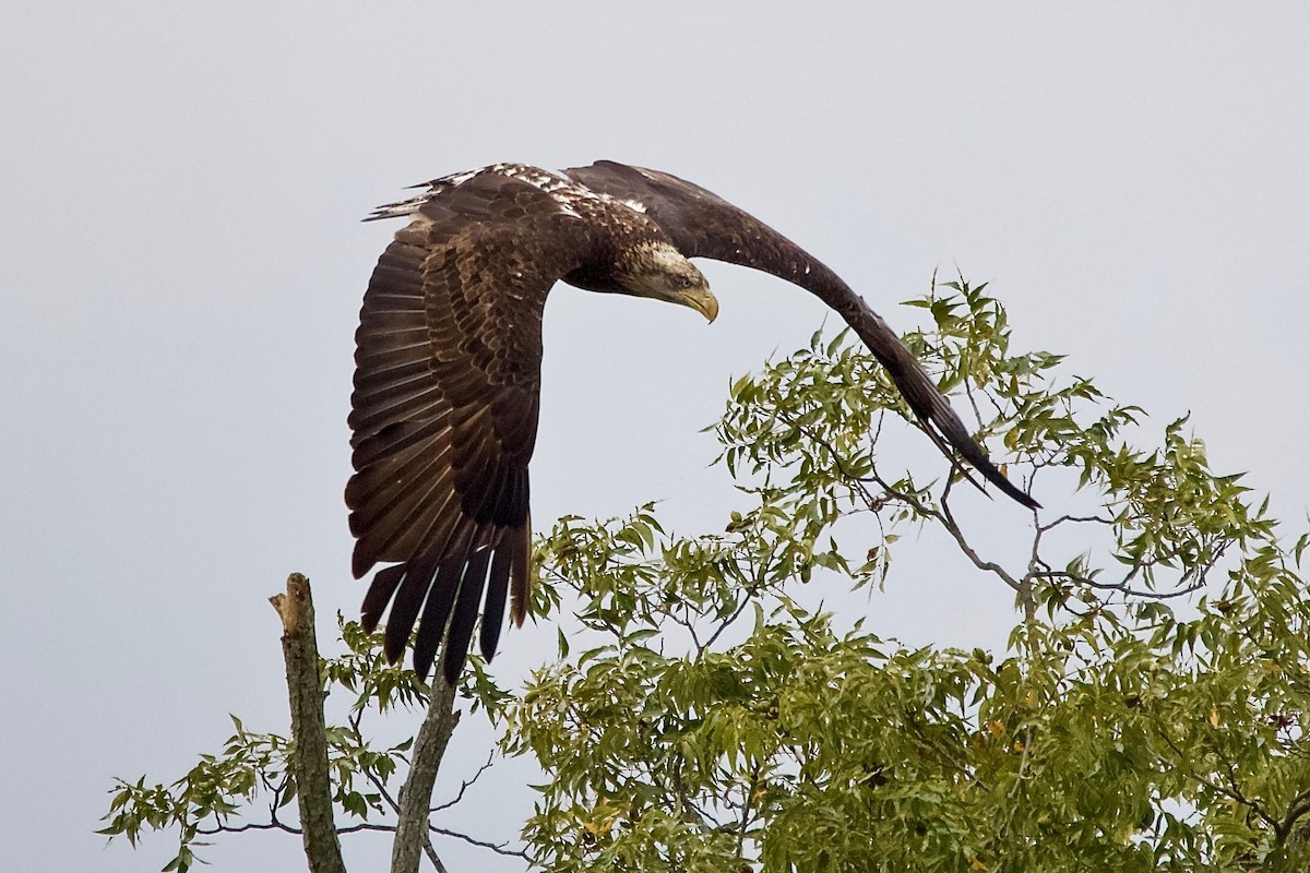 Bald Eagle - ML192904571