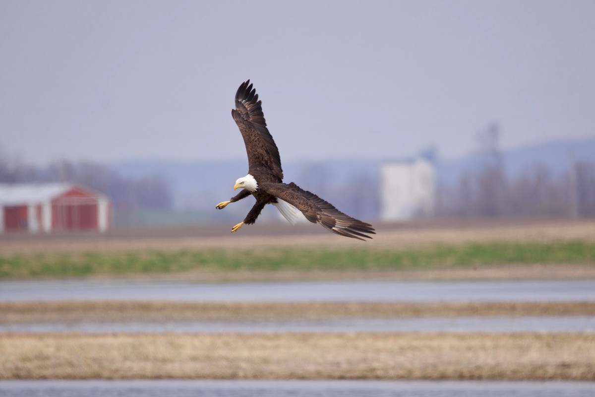 Bald Eagle - ML192904611