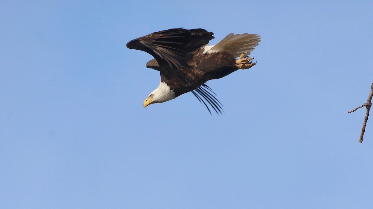 Bald Eagle - ML192904631