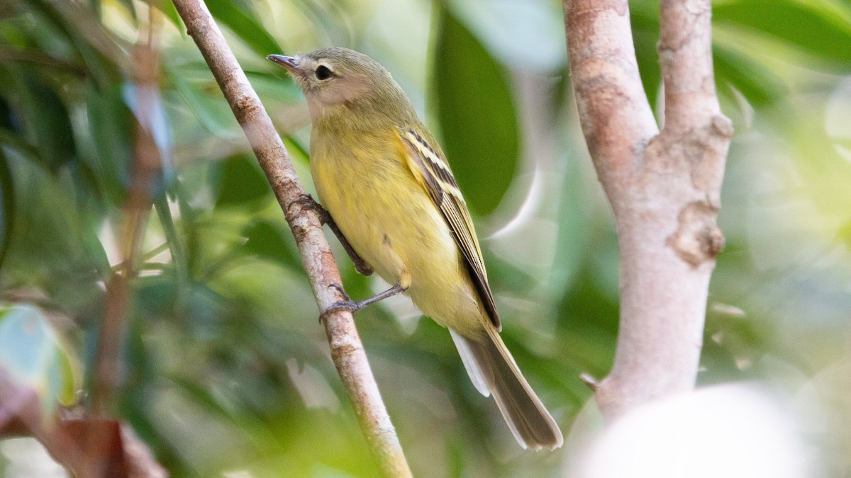 Reiser's Tyrannulet - Ricardo Mitidieri