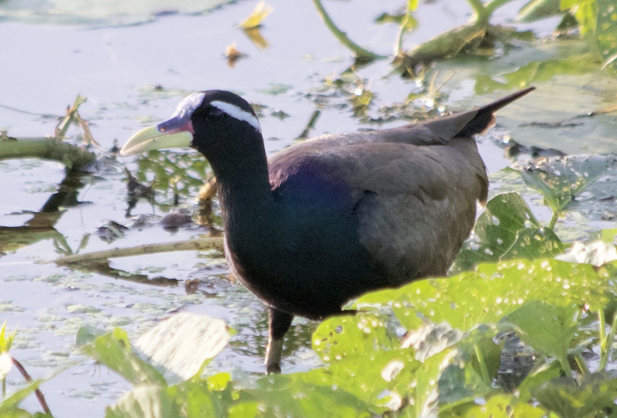 Jacana Bronceada - ML192908431