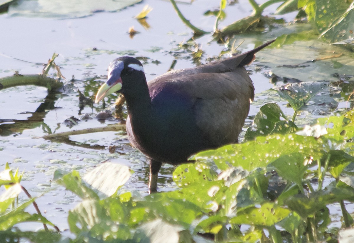 Jacana Bronceada - ML192908441