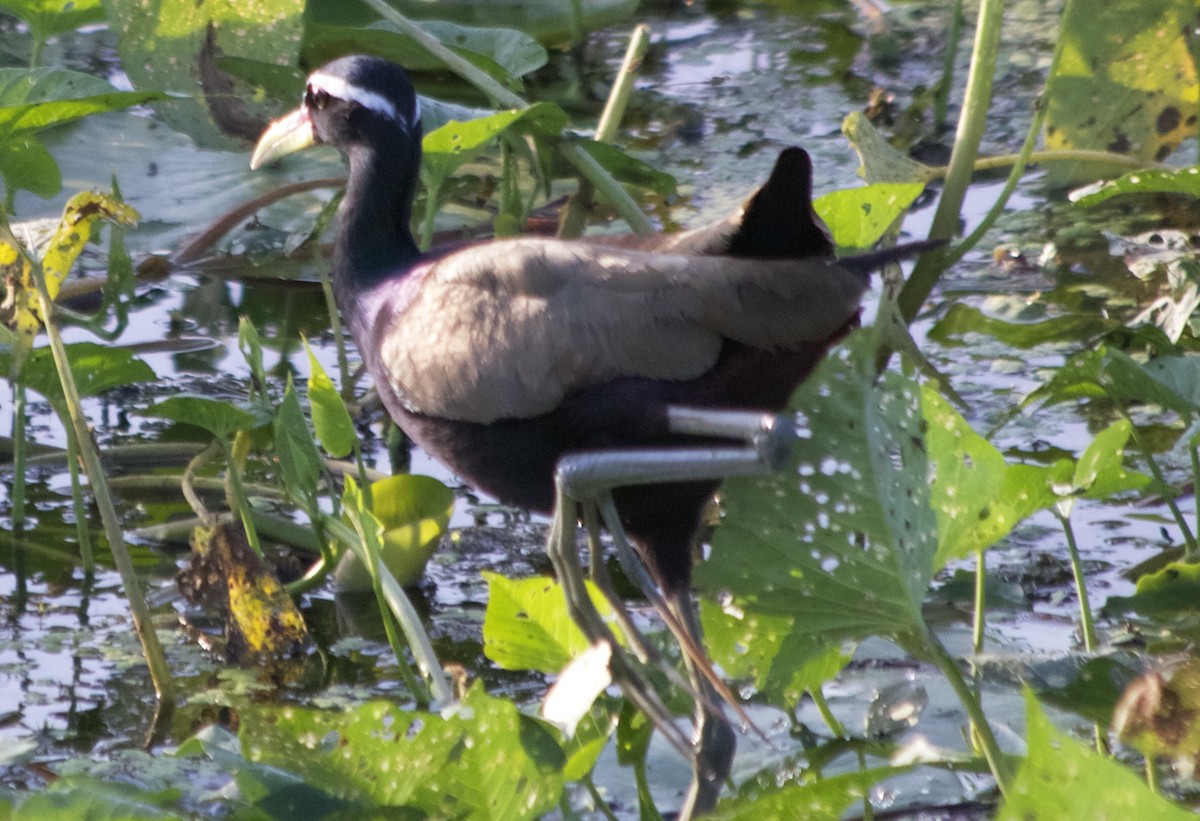 Jacana Bronceada - ML192908461