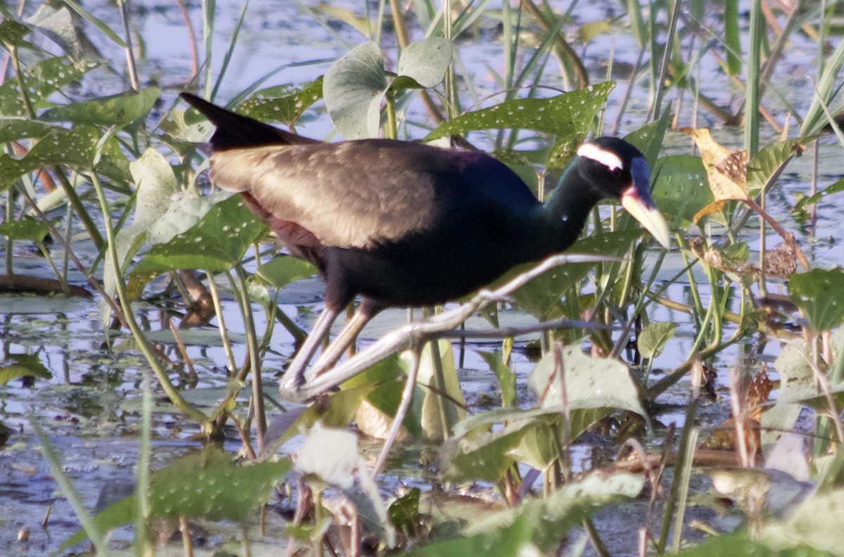 Jacana Bronceada - ML192908481