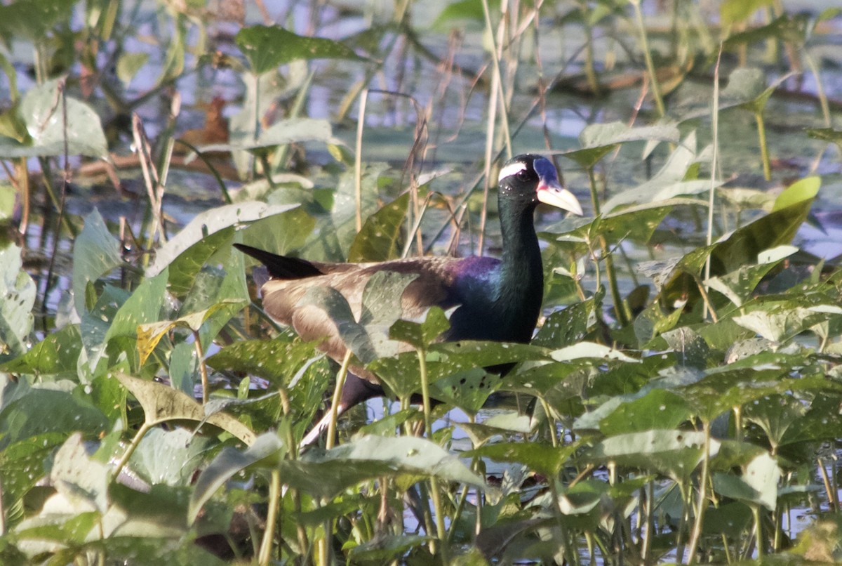 Jacana Bronceada - ML192908491