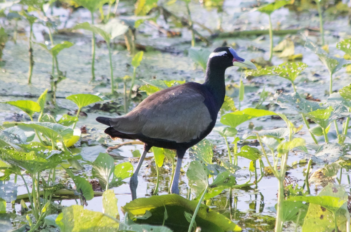 Jacana Bronceada - ML192908511