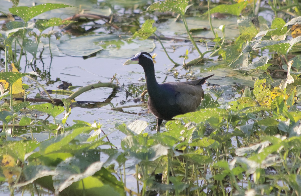 Jacana Bronceada - ML192908521