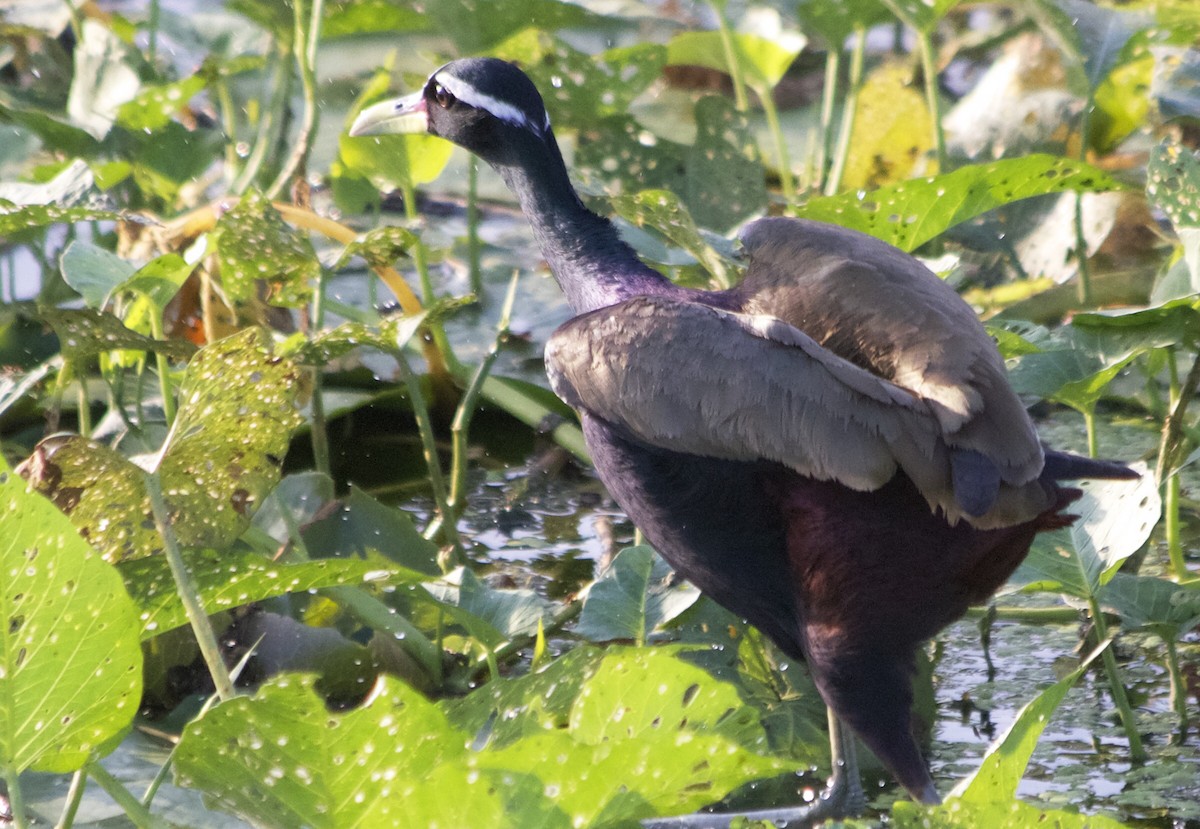 Jacana Bronceada - ML192908531