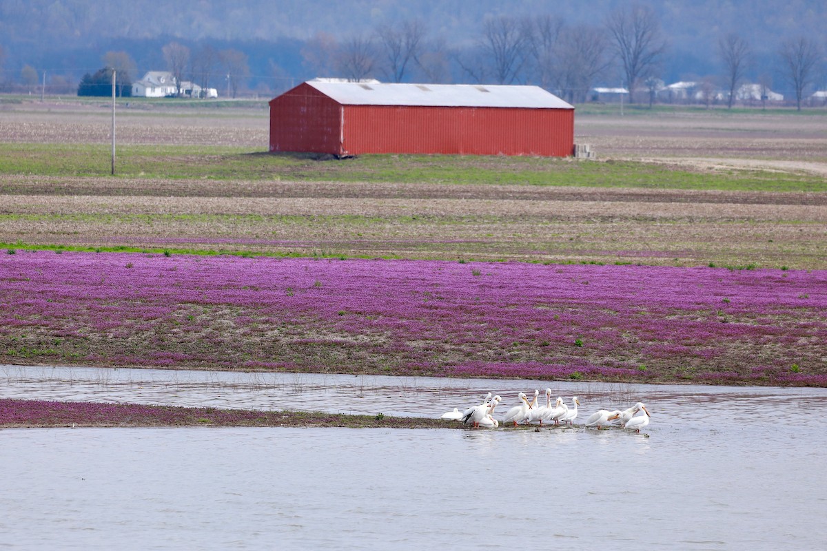 American White Pelican - ML192909541