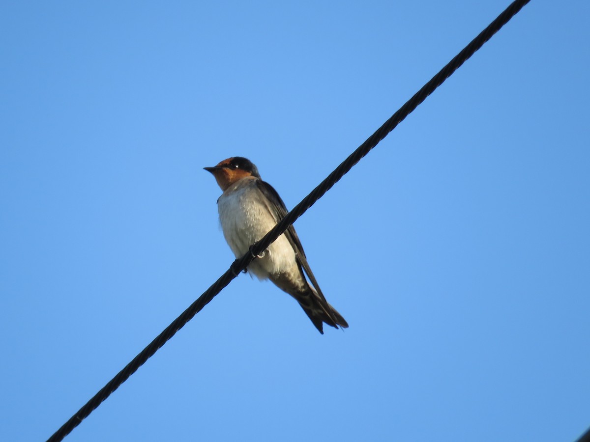 Pacific Swallow - ML192909891