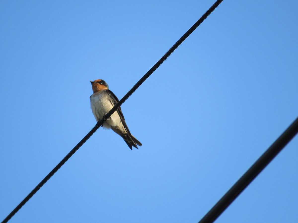 Pacific Swallow - ML192909921