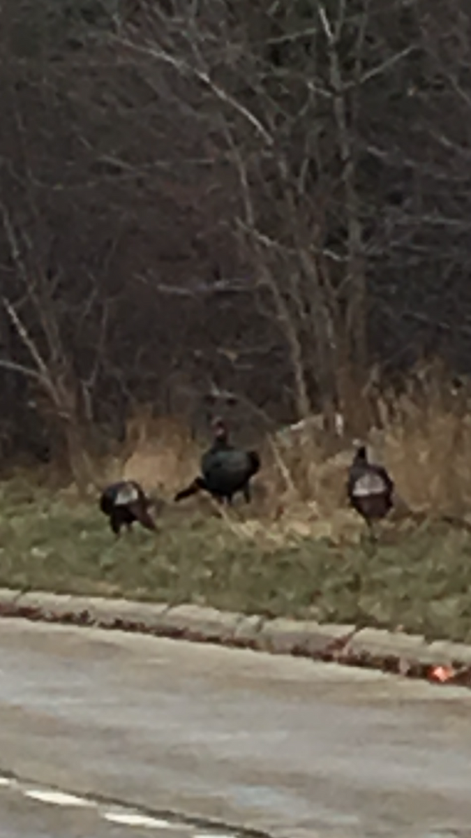 Wild Turkey - ML192912951