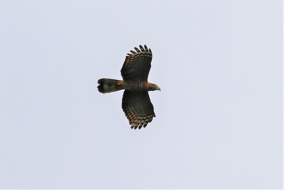 Hook-billed Kite - Ronald Goddard