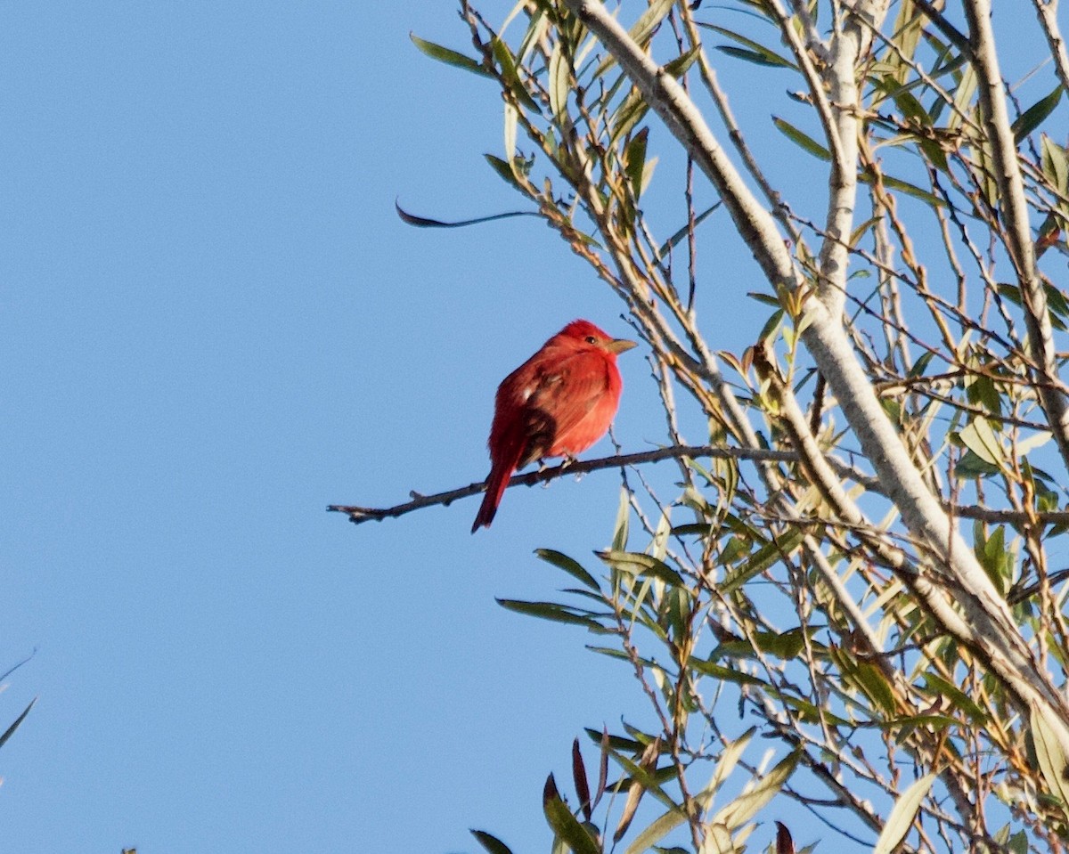 Summer Tanager - ML192915051