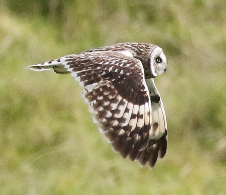 Short-eared Owl (Hawaiian) - Patrick Vaughan