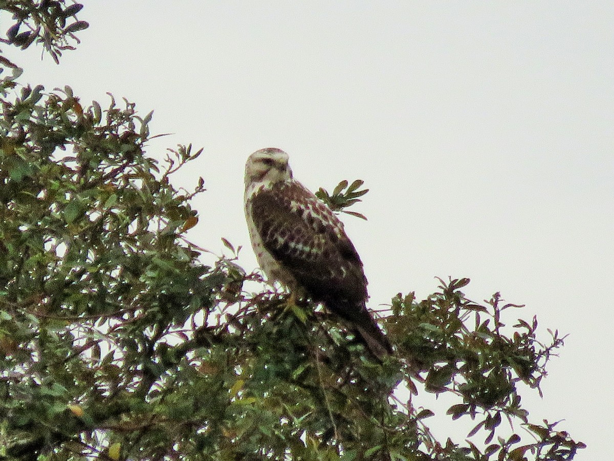 Swainson's Hawk - ML192917101