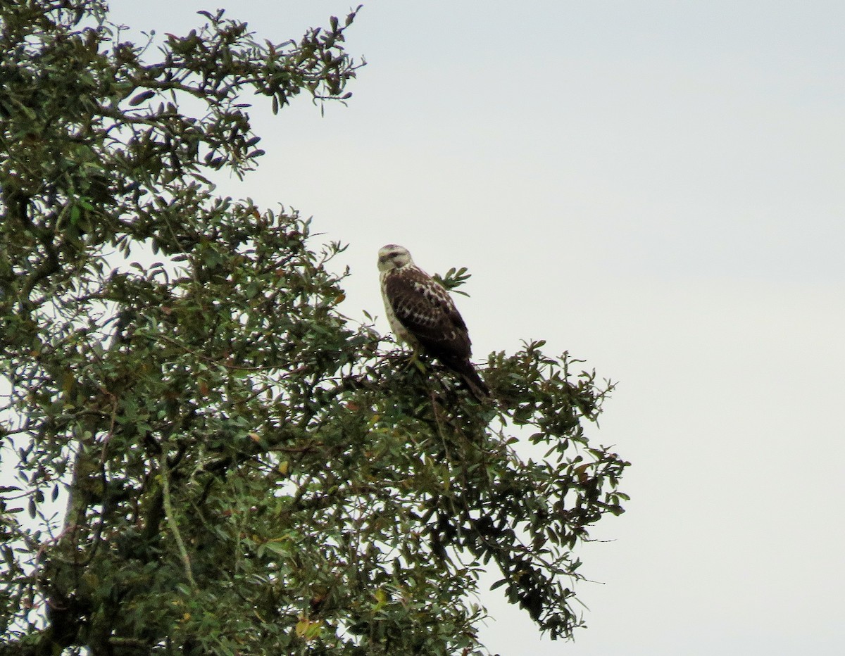 Swainson's Hawk - ML192917111