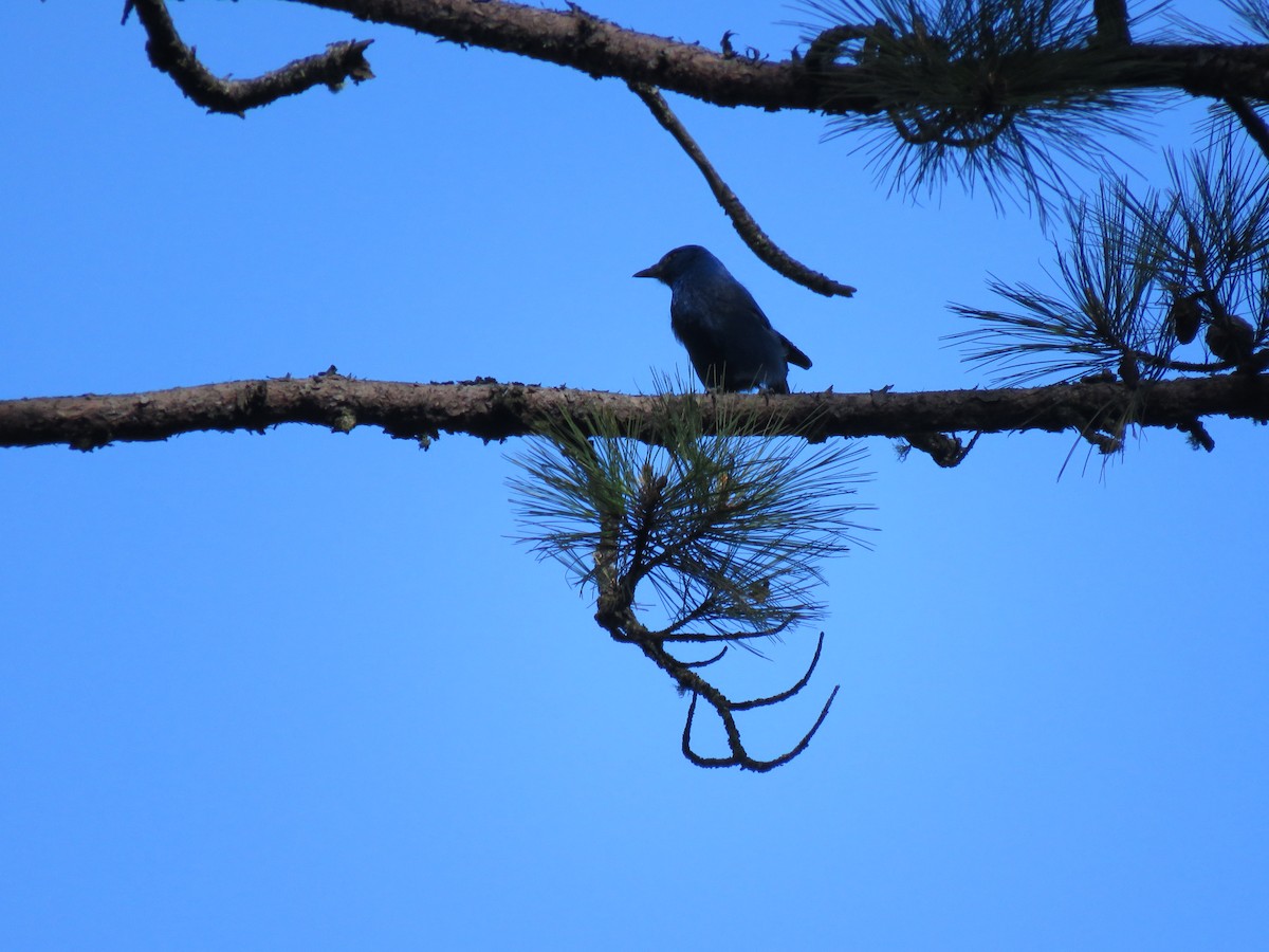 Unicolored Jay - ML192917661