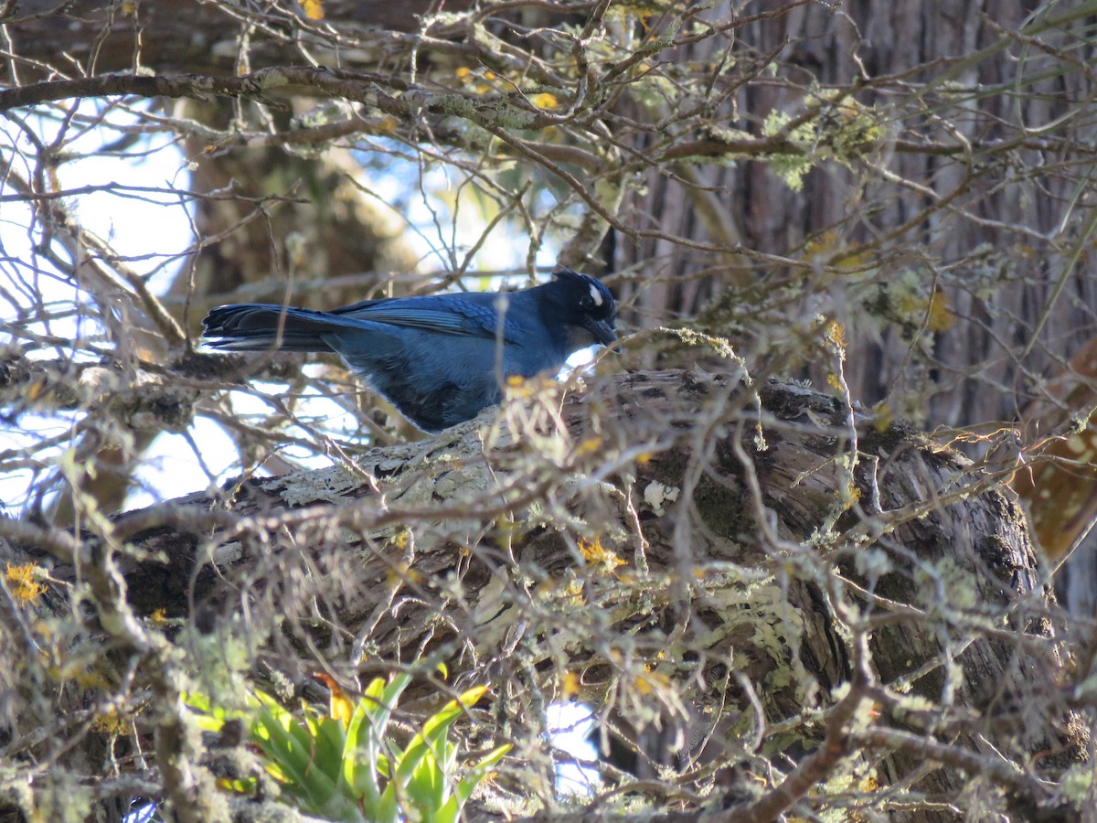 Steller's Jay - ML192917701