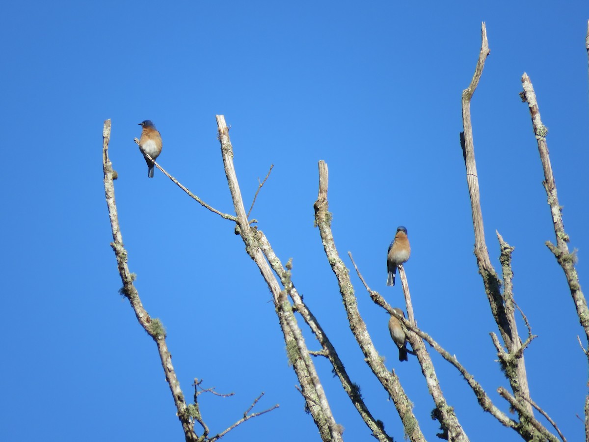 Eastern Bluebird - ML192917721