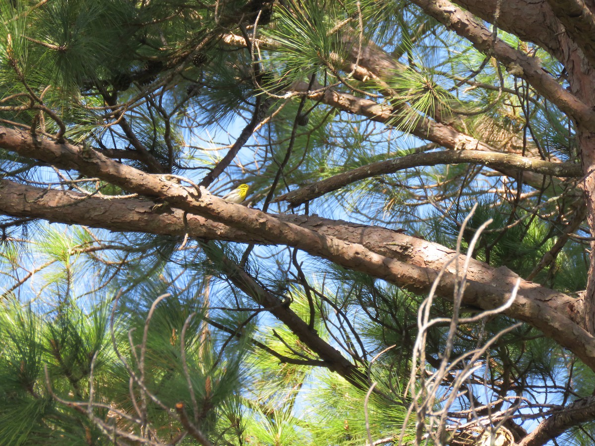 Townsend's Warbler - ML192917731