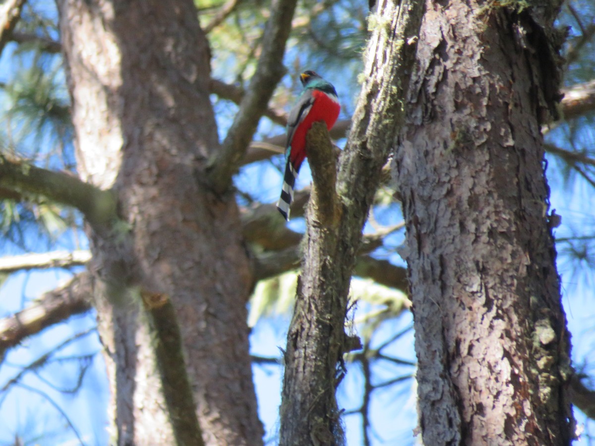 trogon mexický - ML192918021