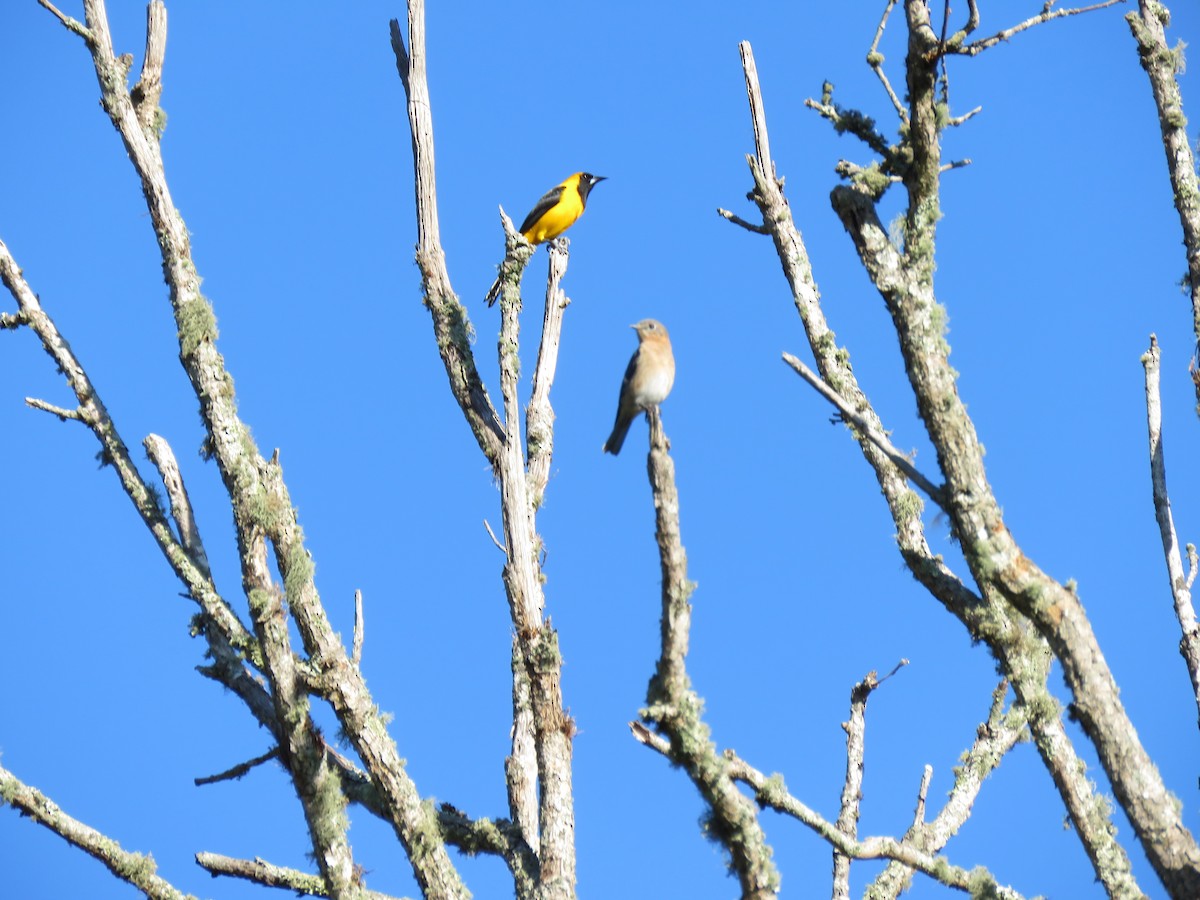 Yellow-backed Oriole - ML192918031