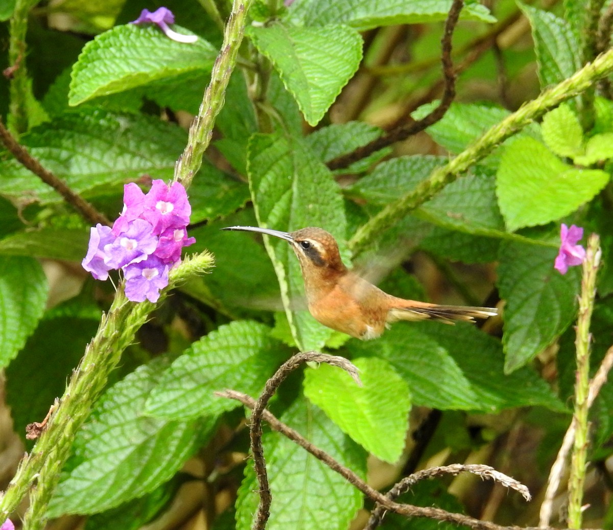 Stripe-throated Hermit - ML192918071