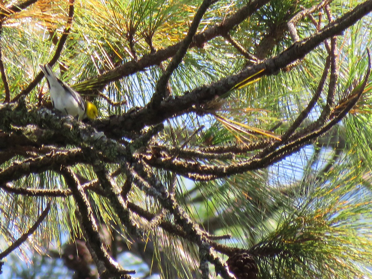 Hermit Warbler - Hermes Vega