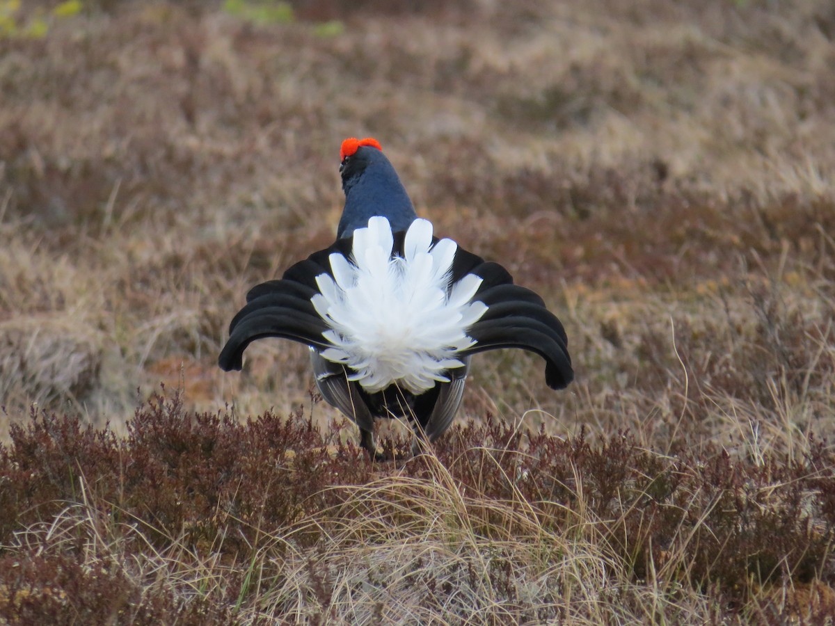 Black Grouse - ML192920801