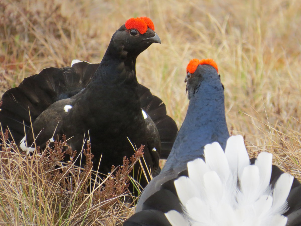 Black Grouse - ML192921241