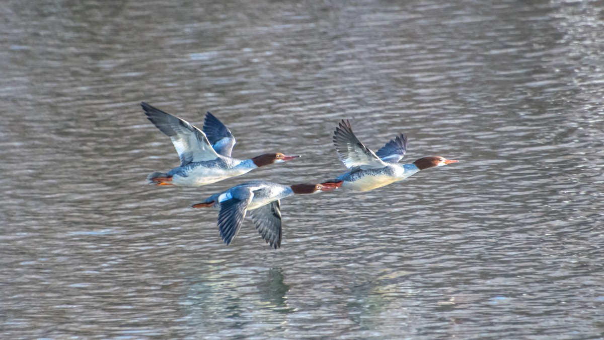 Common Merganser - ML192923781