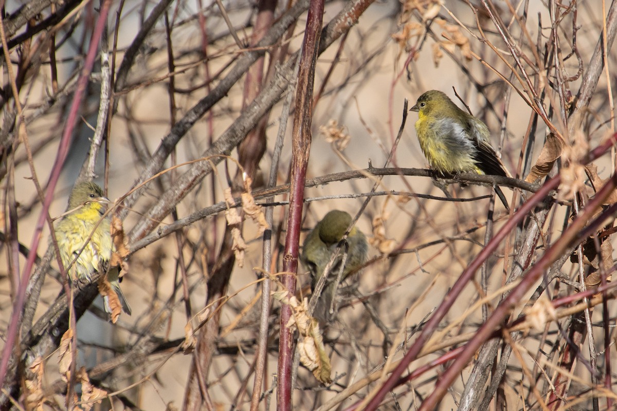 Lesser Goldfinch - ML192924871