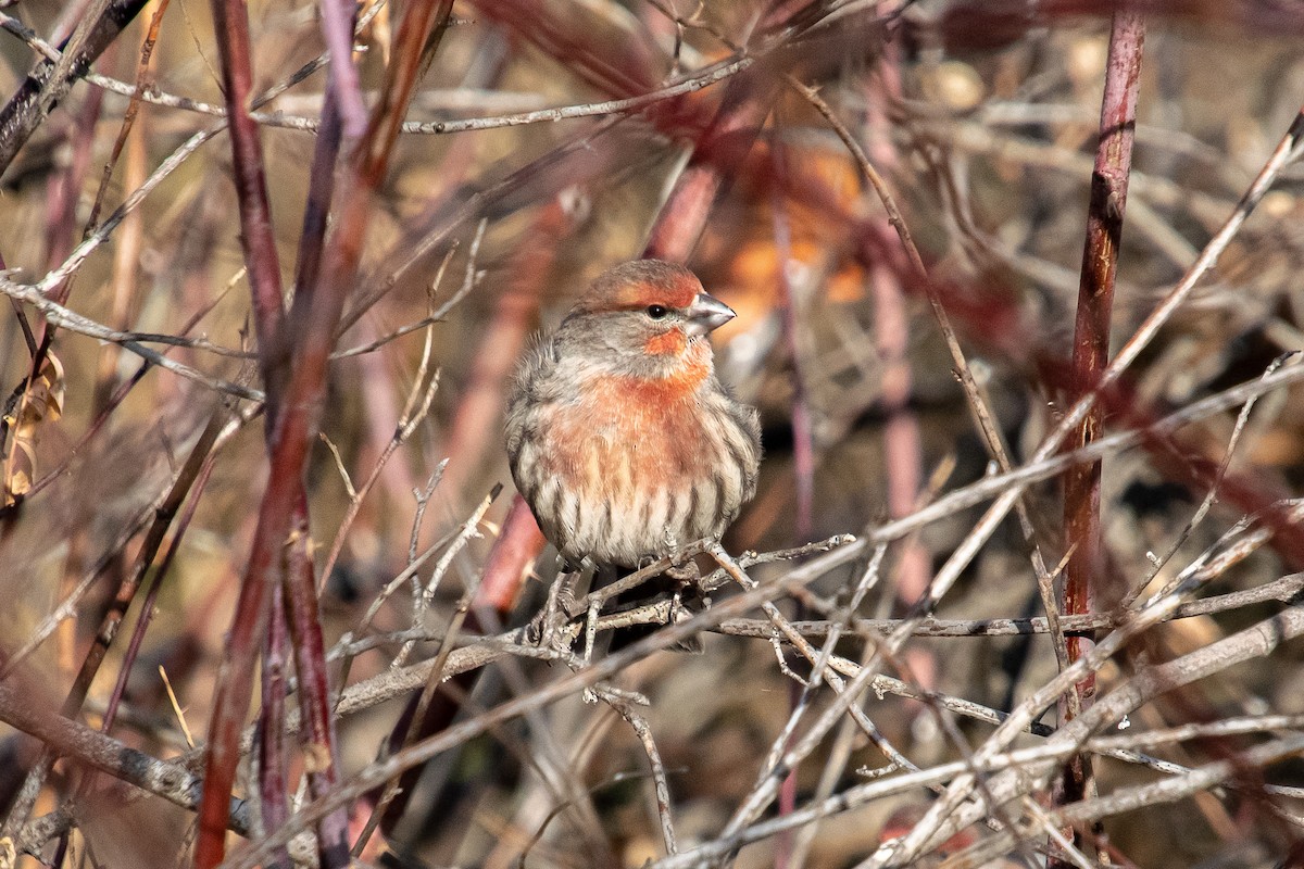 House Finch - ML192924911