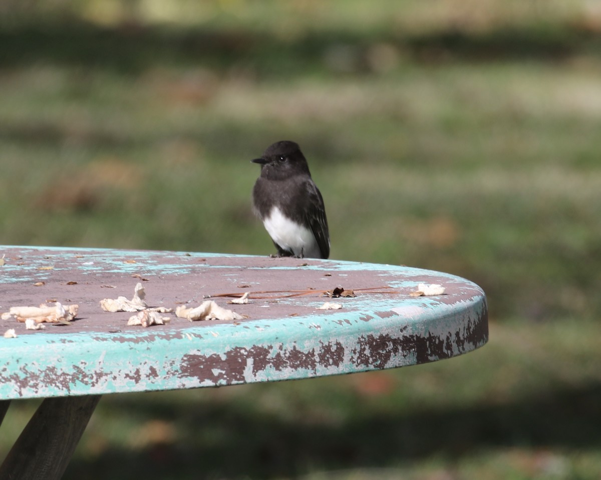 Black Phoebe - ML192925211